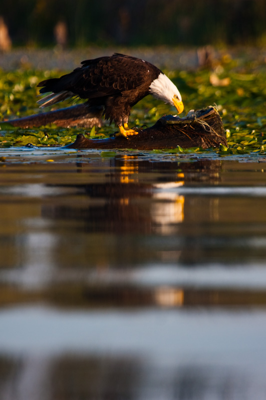 Bald Eagle